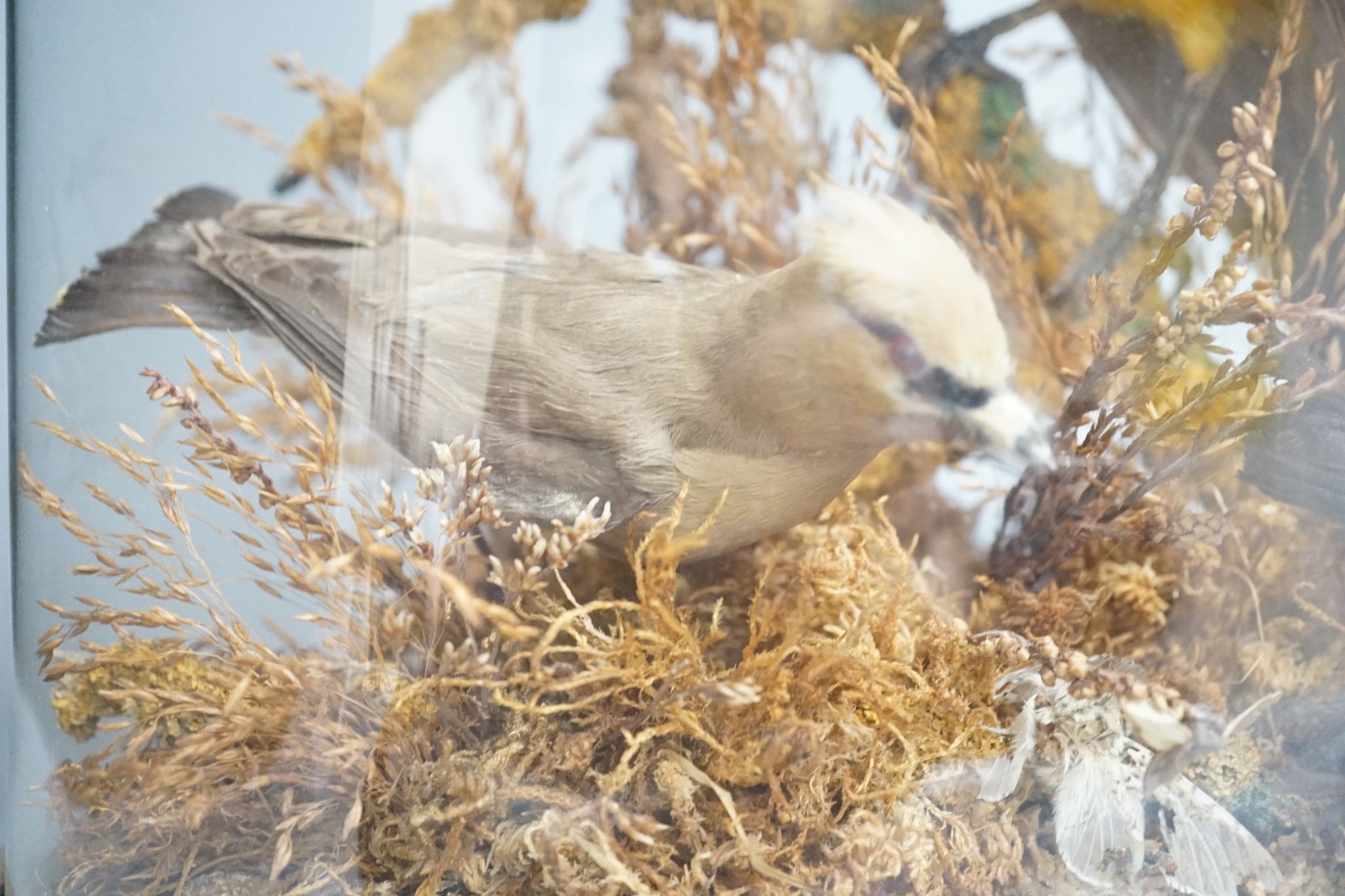 A Victorian menagerie of exotic taxidermic birds and moths, under glass dome, 50cm